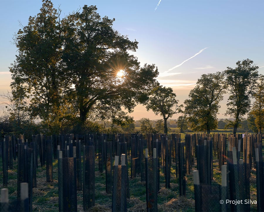 APRIM s'engage - Participez à la reforestation près de chez vousAPRIM s'engage - Participez à la reforestation près de chez vous